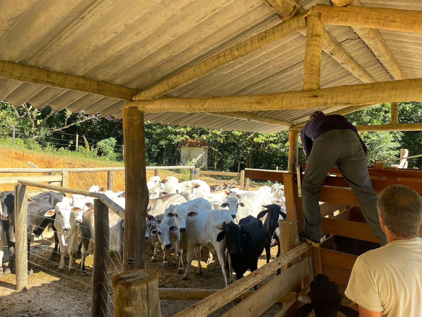 Mangaratiba conclui Campanha de Vacinação contra a Febre Aftosa com saldo positivo